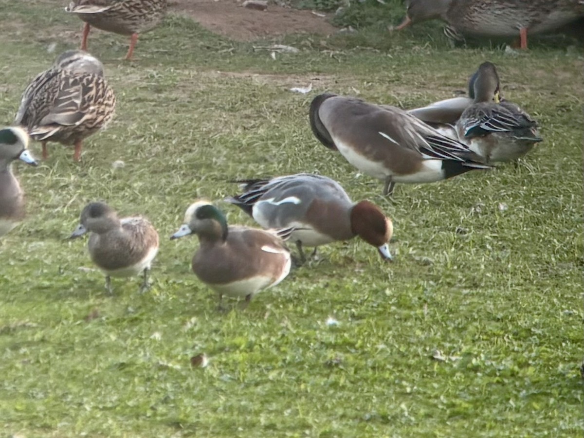 Fischione - ML645942820