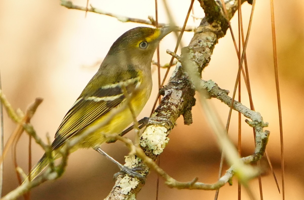 White-eyed Vireo - ML645942831