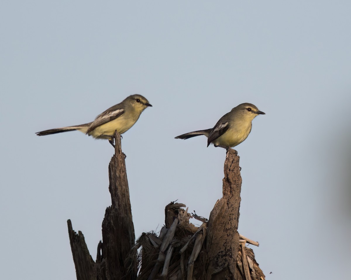 Lesser Wagtail-Tyrant - ML645942832