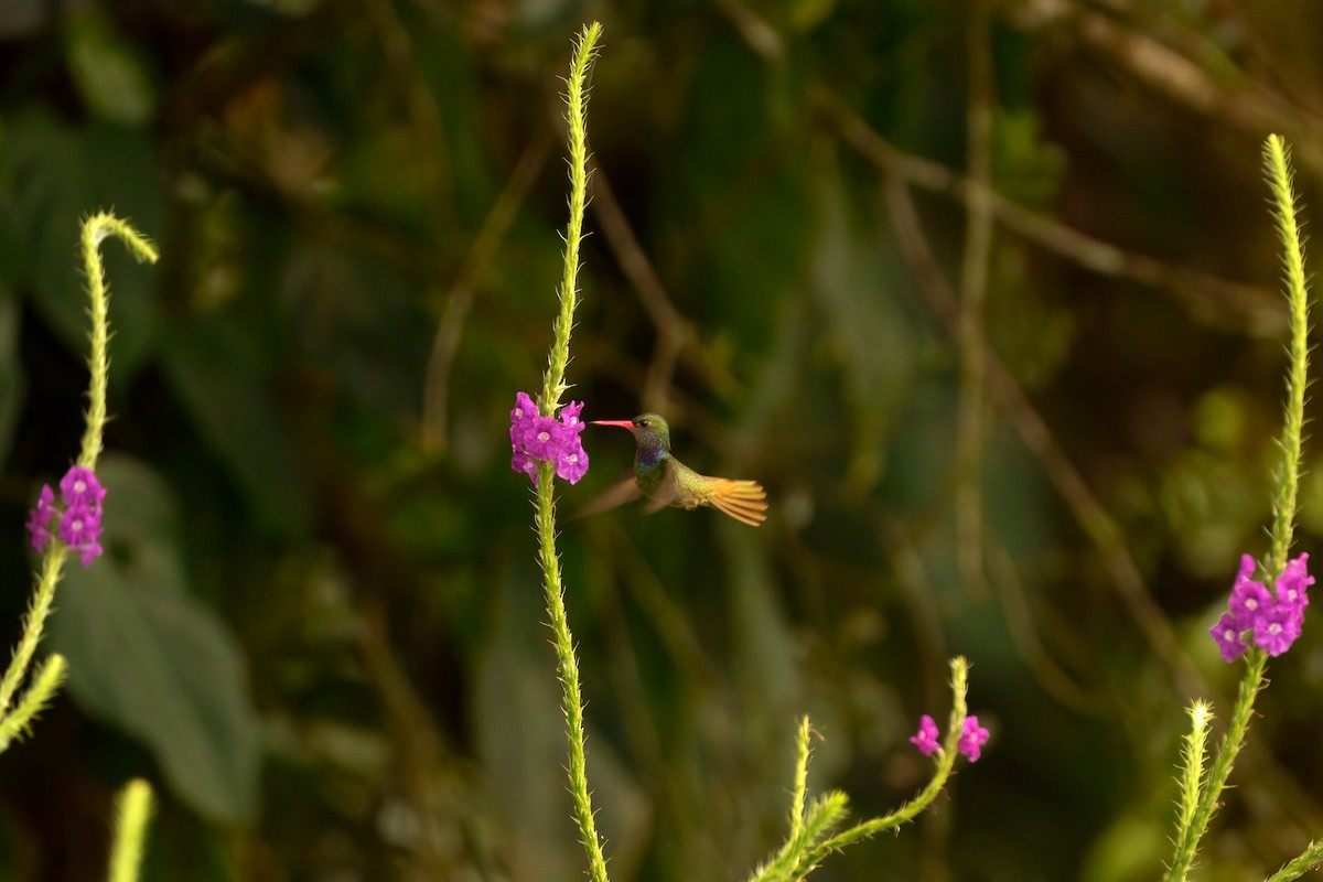 Blue-throated Goldentail - ML645942833