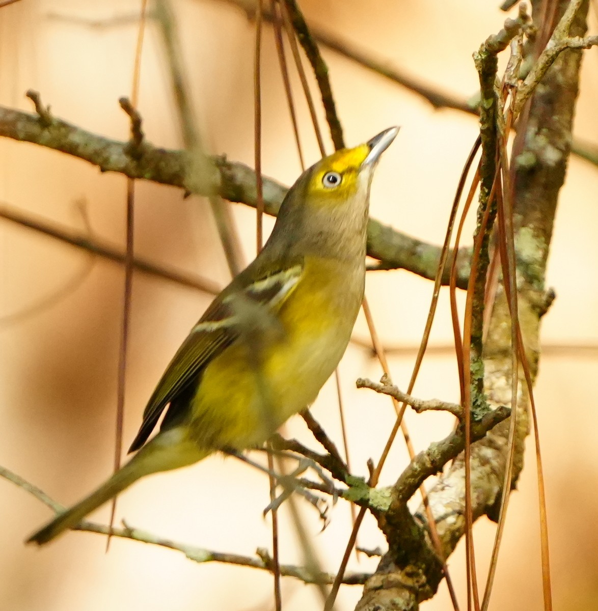 White-eyed Vireo - ML645942836