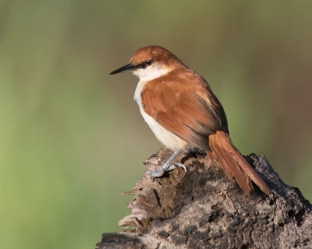 Red-and-white Spinetail - ML645942845