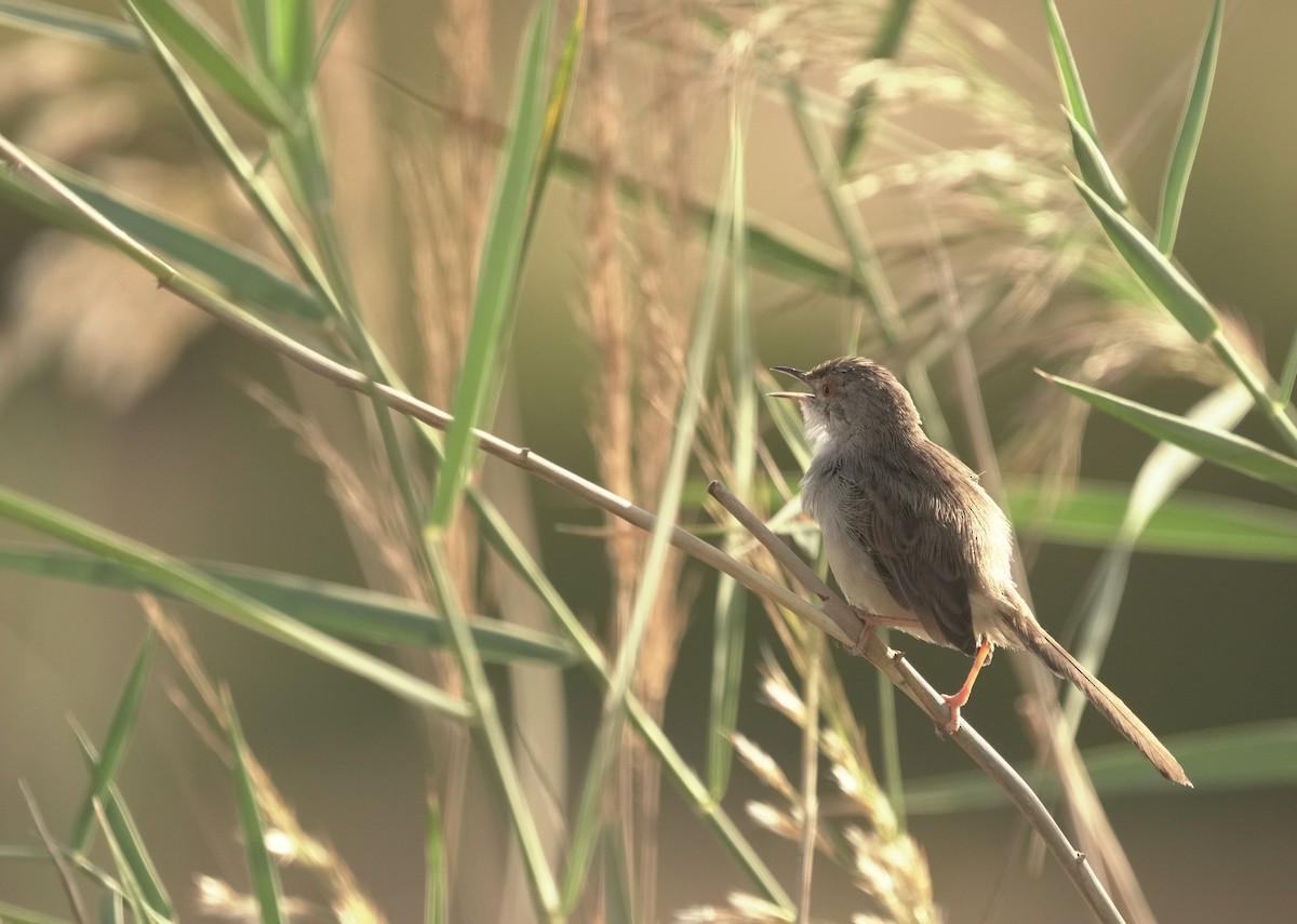 Graceful Prinia - ML645942871