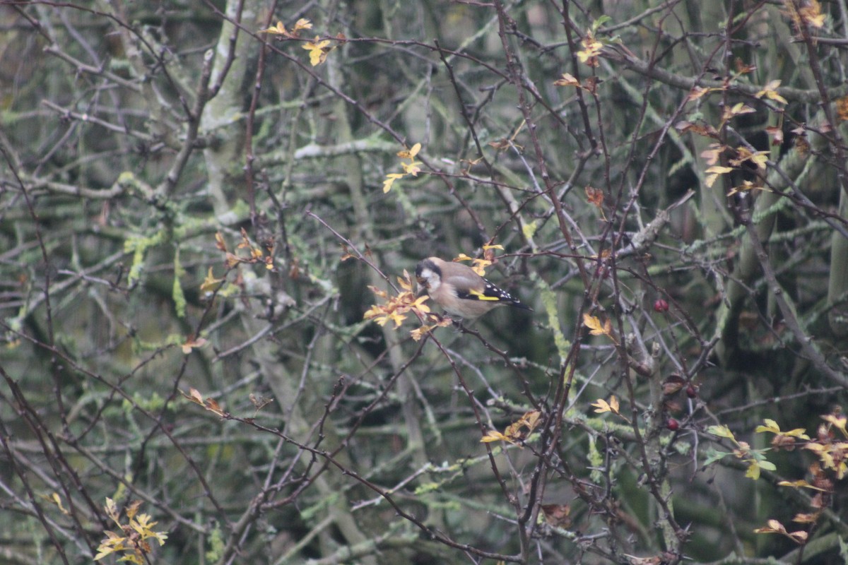 European Goldfinch - ML645942872