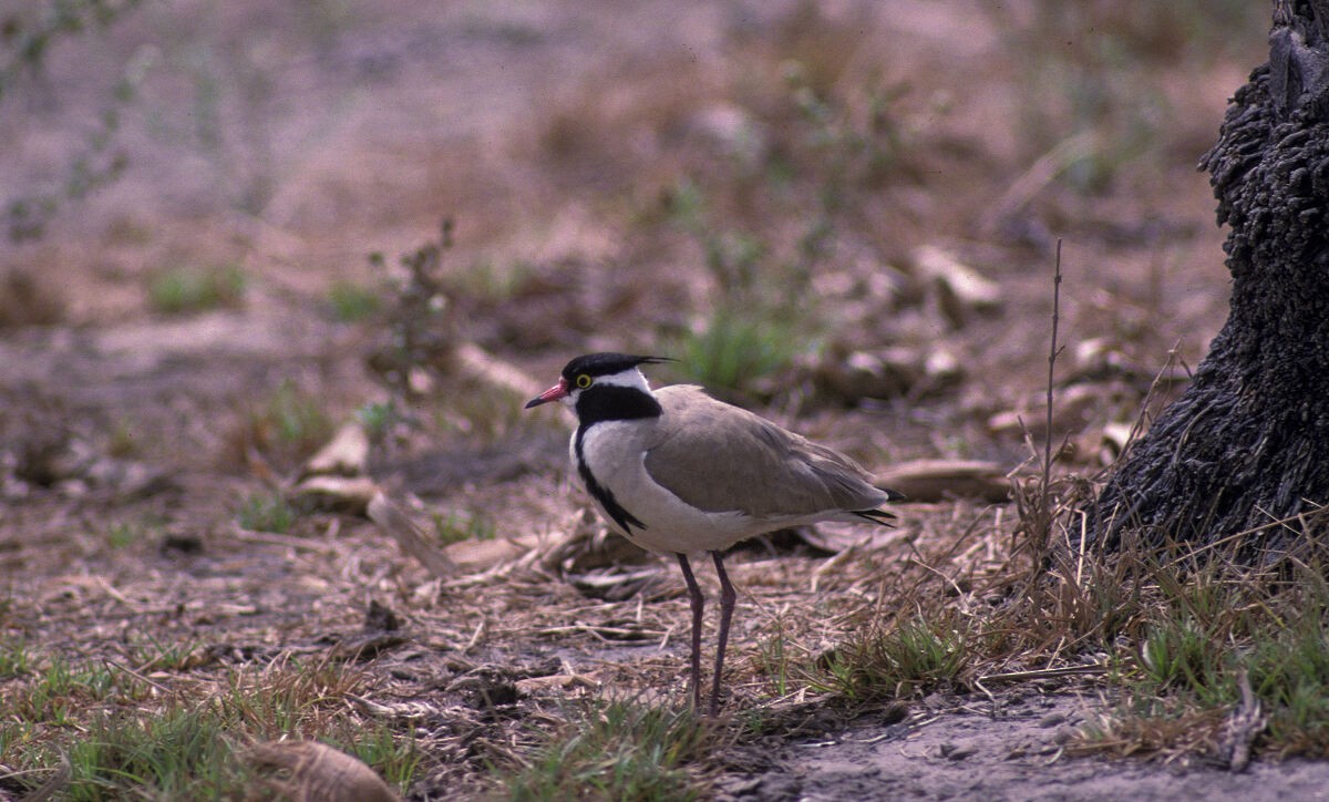 Black-headed Lapwing - ML645942873