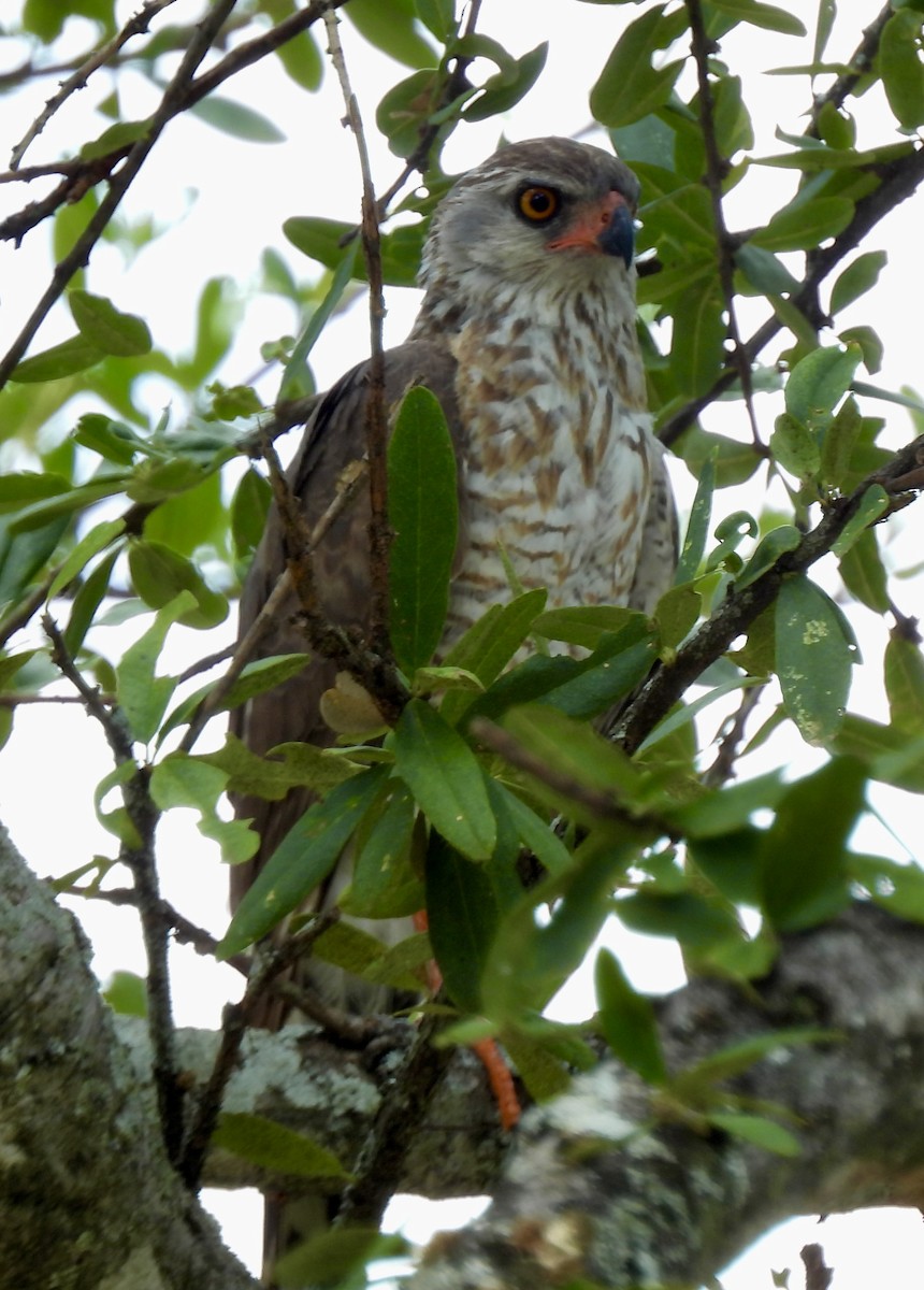 Gabar Goshawk - ML645942875