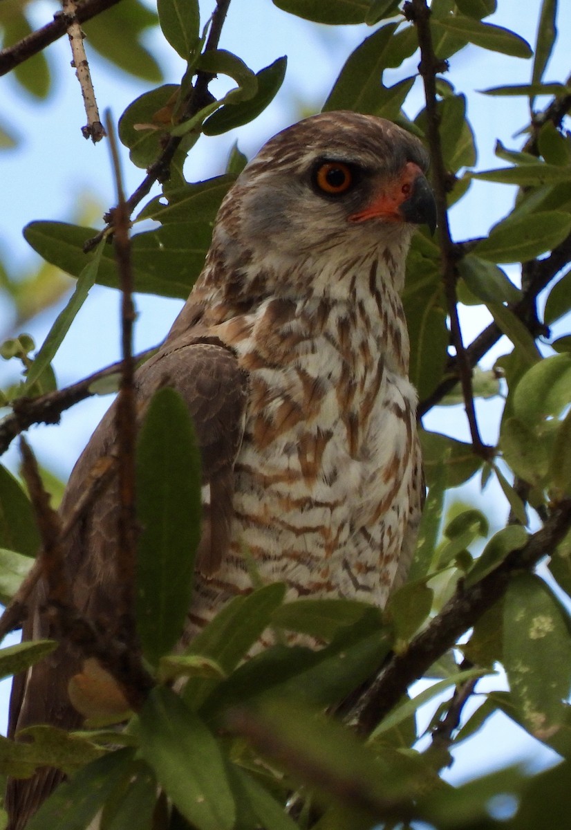 Gabar Goshawk - ML645942876