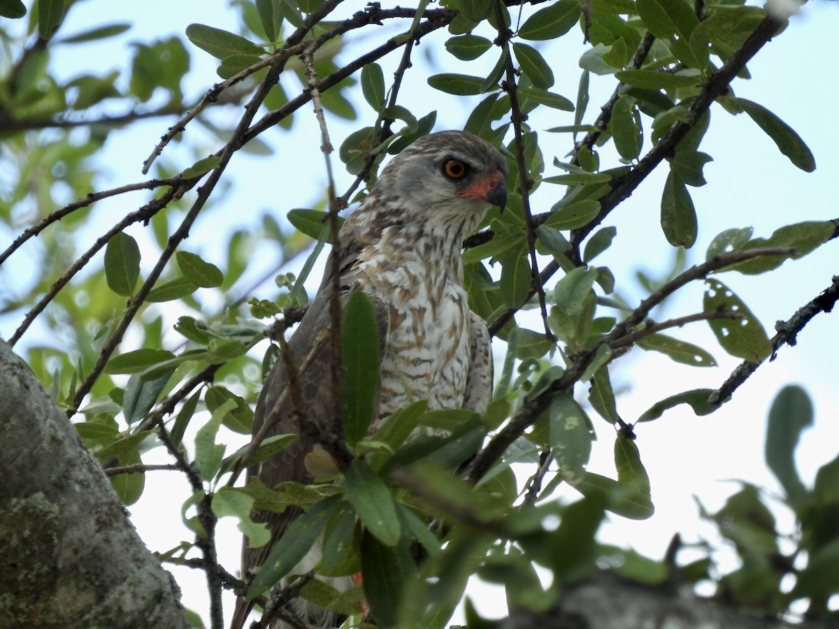 Gabar Goshawk - ML645942877