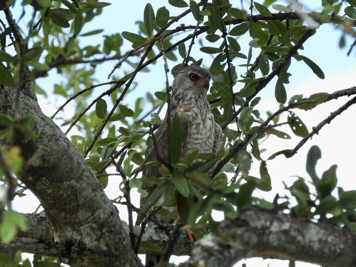 Gabar Goshawk - ML645942878