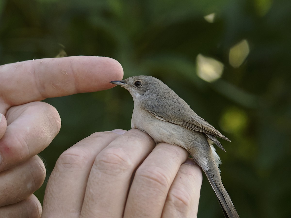 Menetries's Warbler - ML645942879