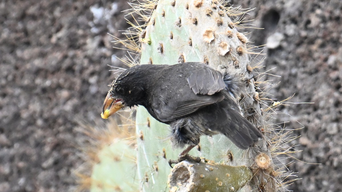 Genovesa Cactus-Finch - ML645942880