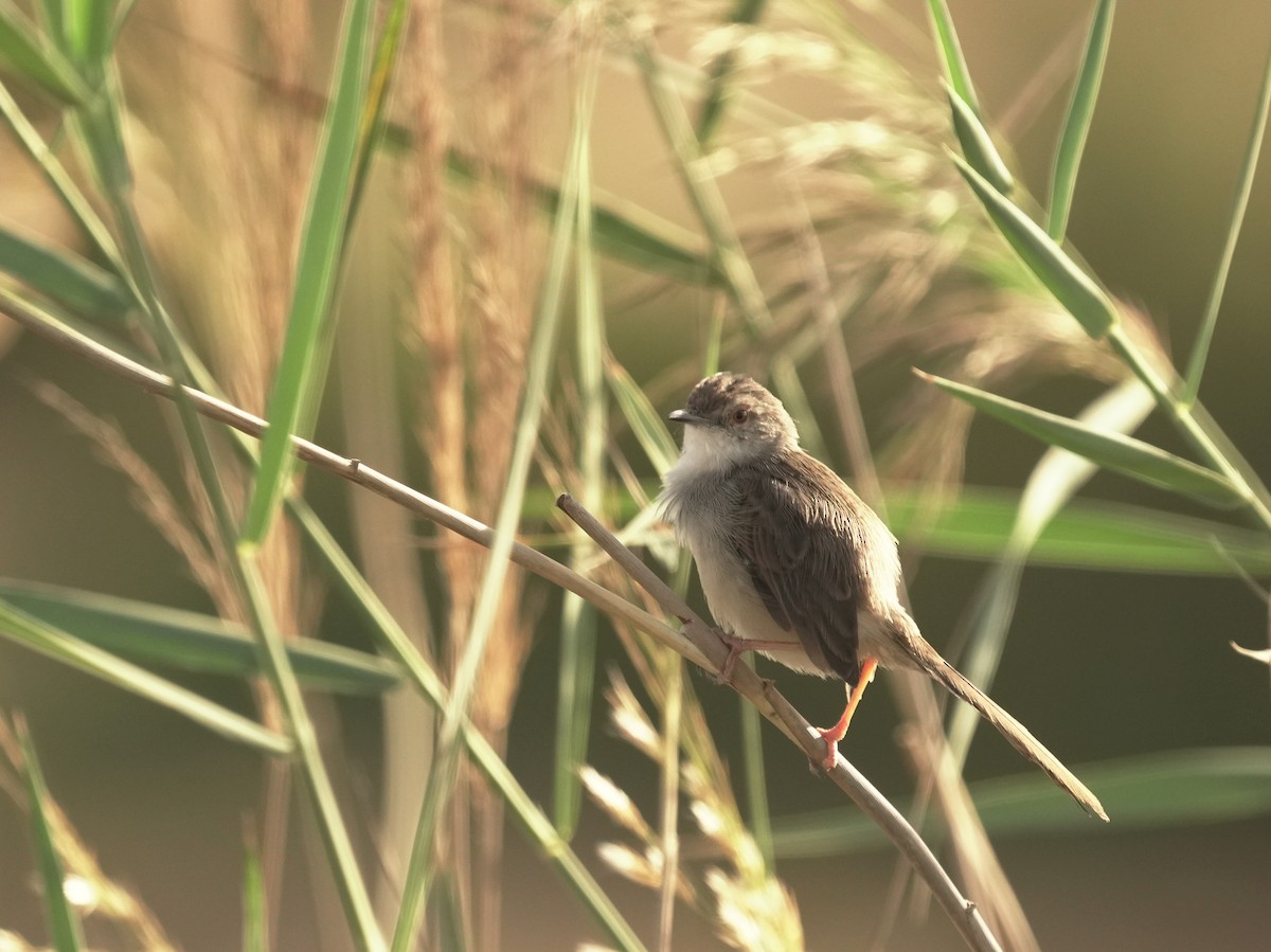 Graceful Prinia - ML645942881