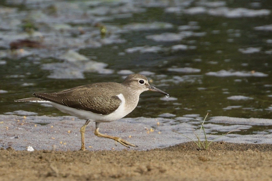 Common Sandpiper - ML645942882