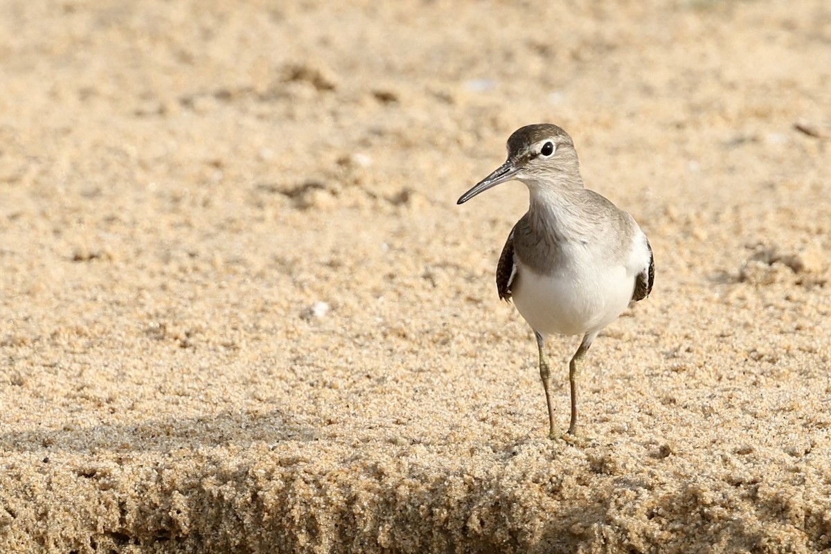 Common Sandpiper - ML645942883