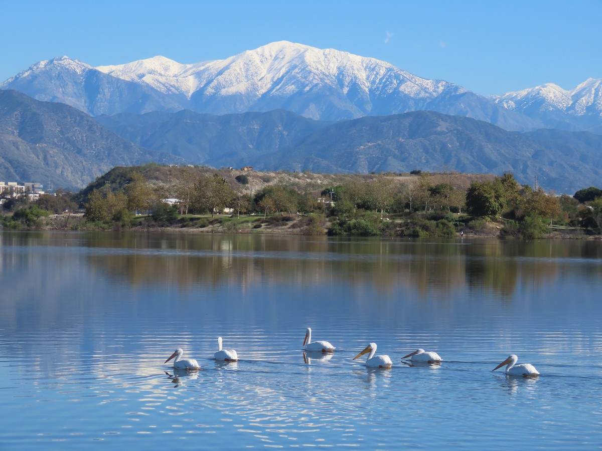 American White Pelican - ML645942884