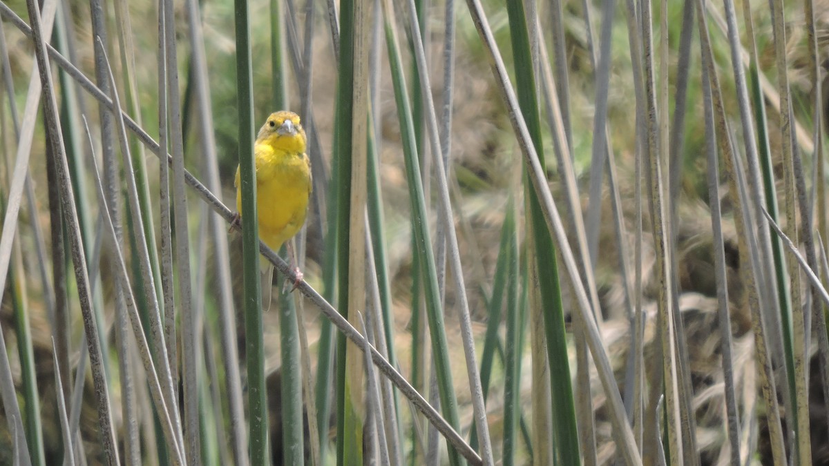 Grassland Yellow-Finch - ML645942885