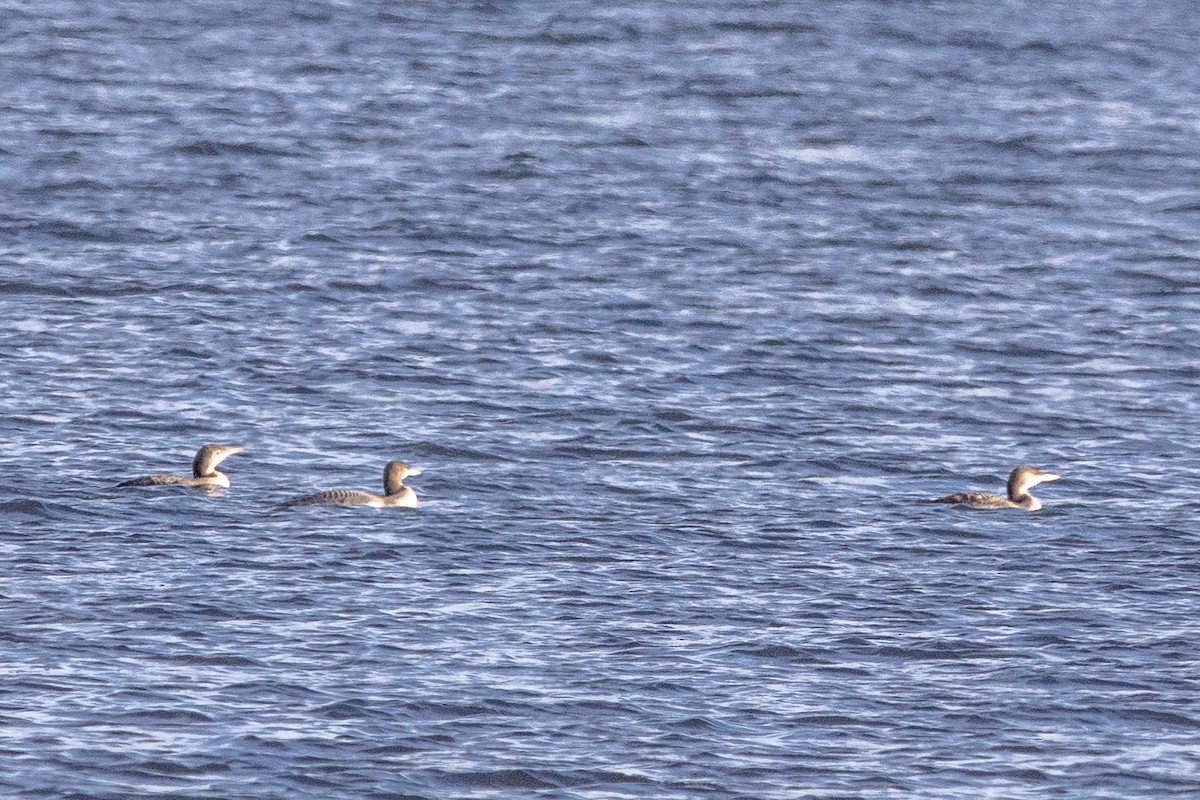 Common Loon - ML645942886