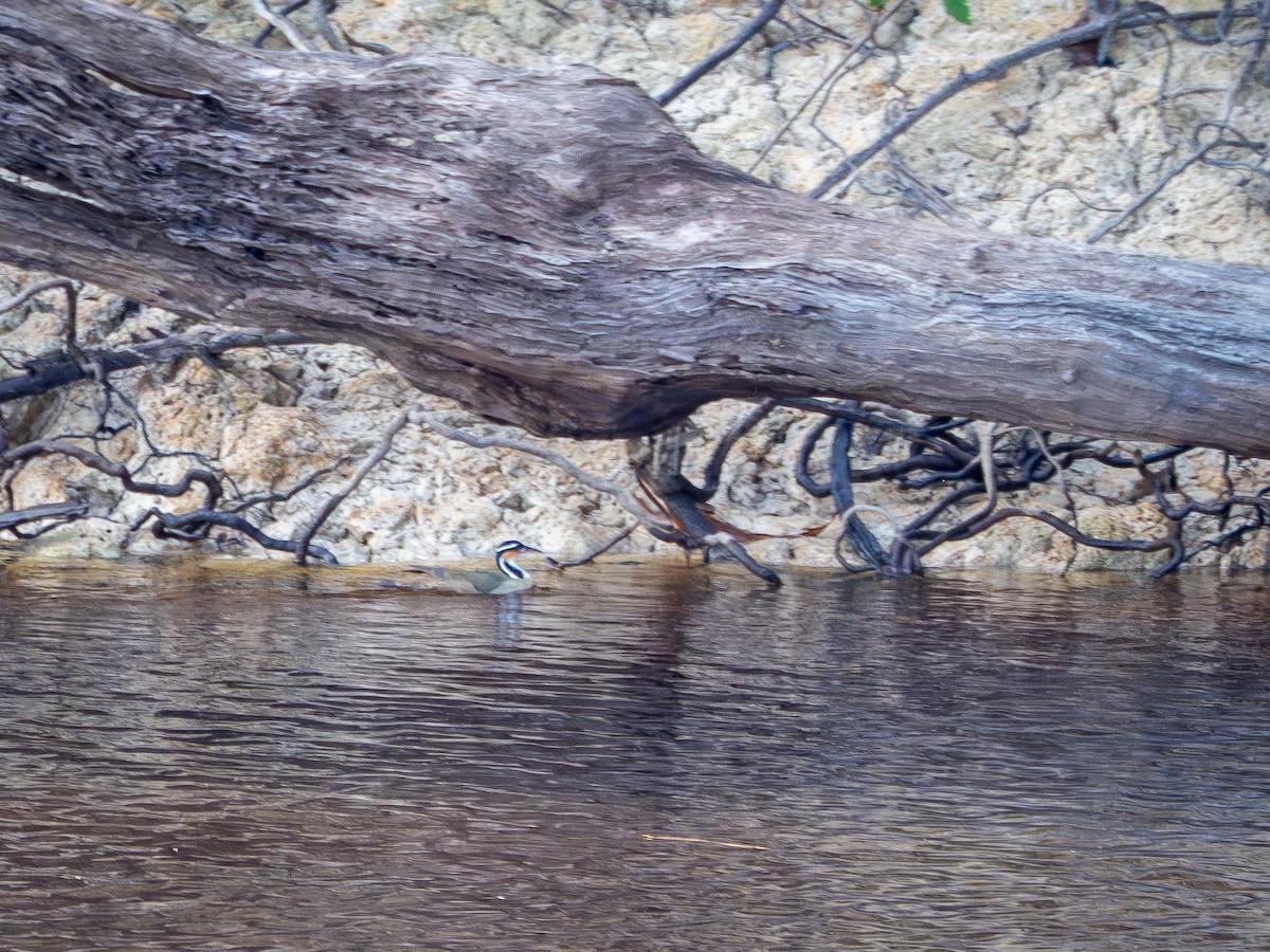 Sungrebe - ML645942887