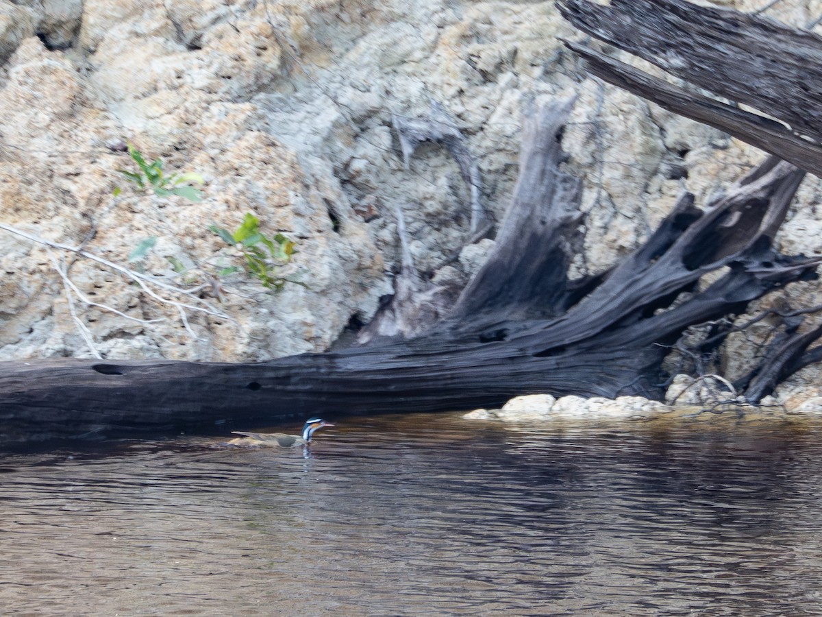 Sungrebe - ML645942888