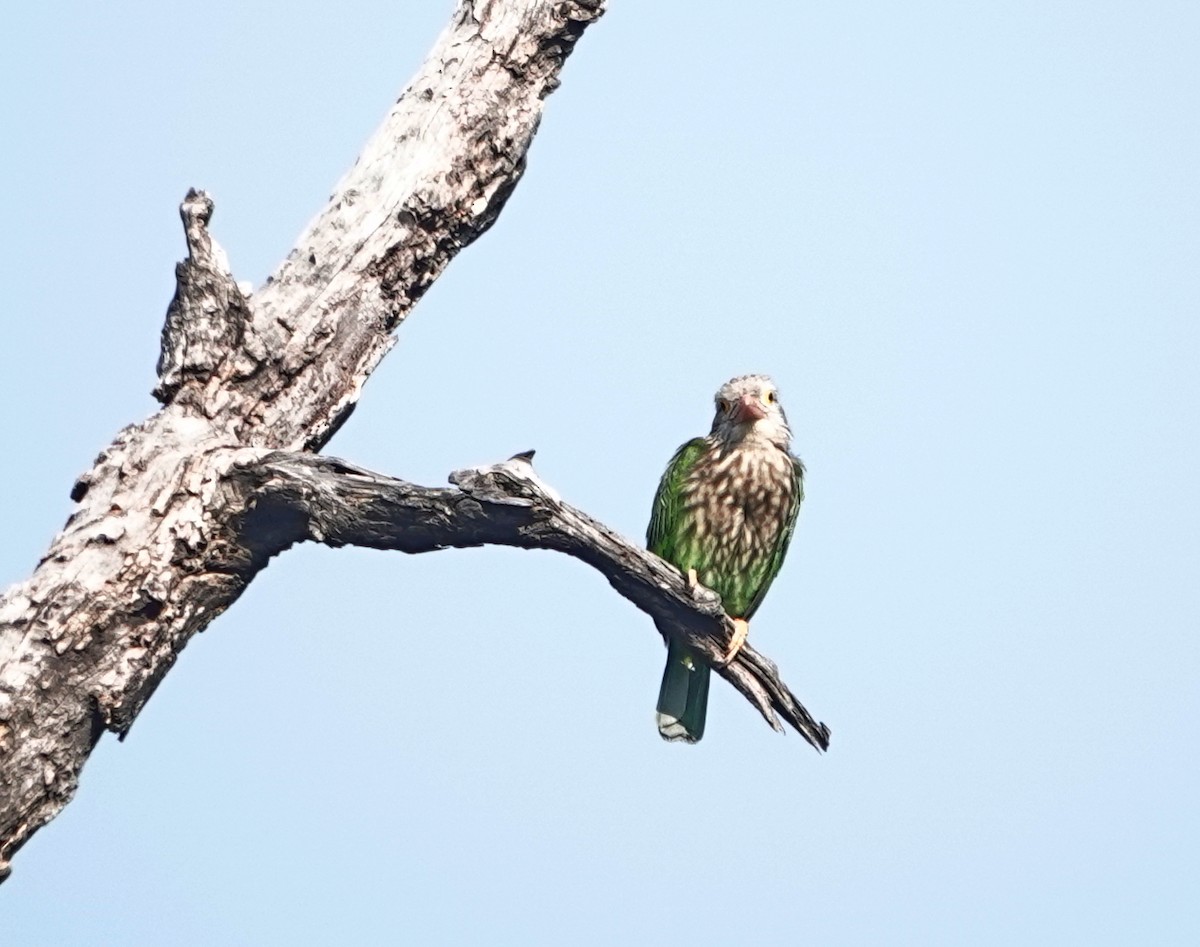 Lineated Barbet - ML645942889