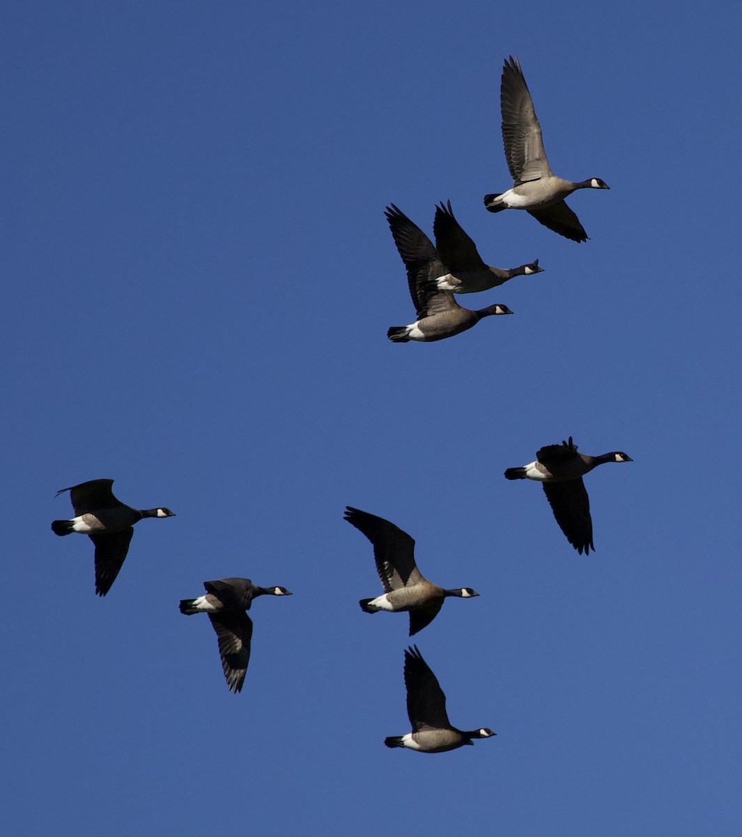 Cackling Goose - ML645942890