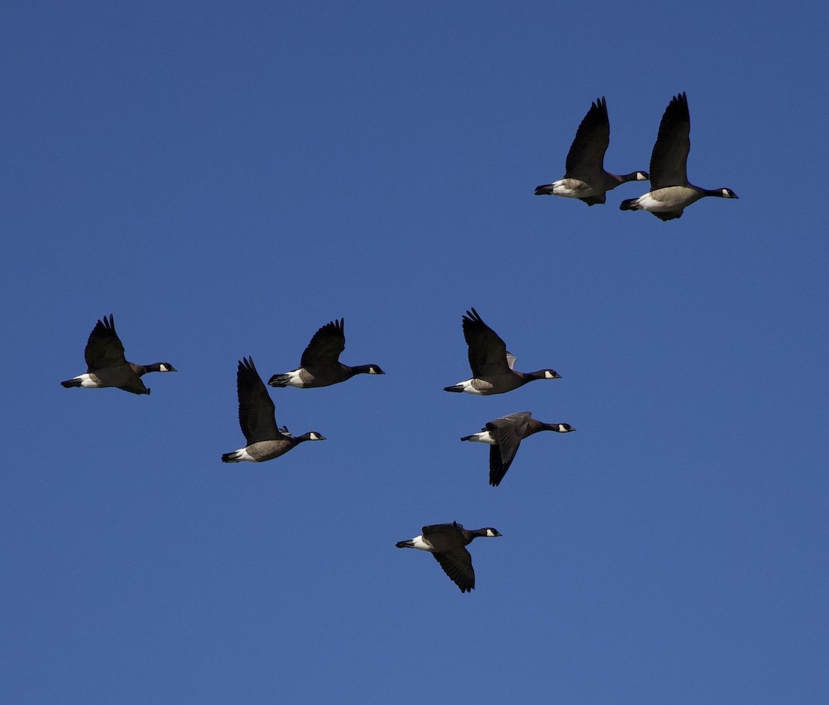 Cackling Goose - ML645942891