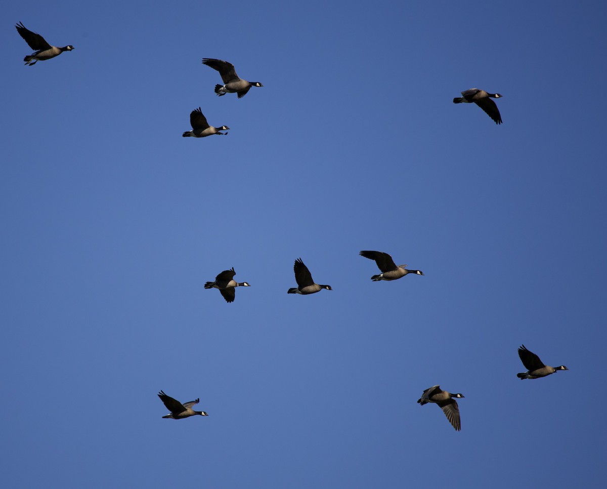 Cackling Goose - ML645942892