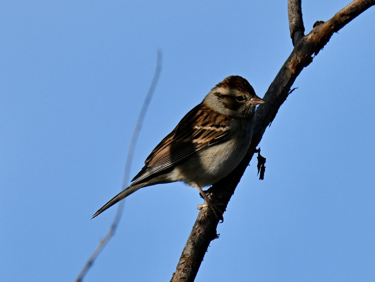 Chipping Sparrow - ML645942893
