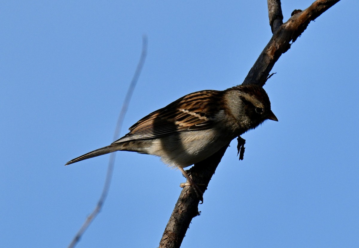 Chipping Sparrow - ML645942894