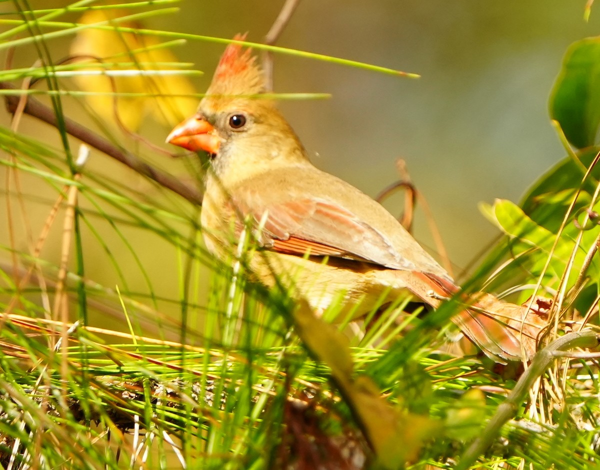 Northern Cardinal - ML645942895