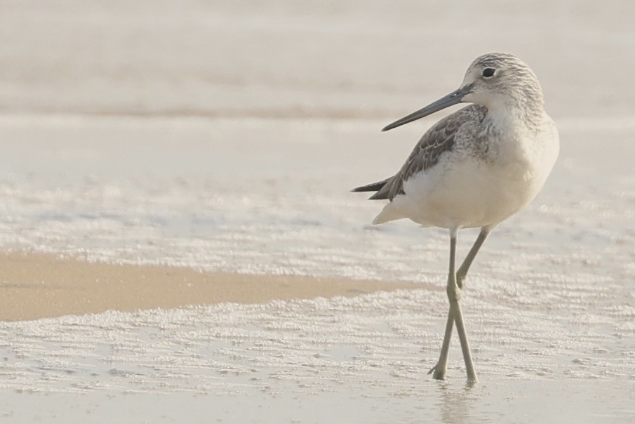 Common Greenshank - ML645942897
