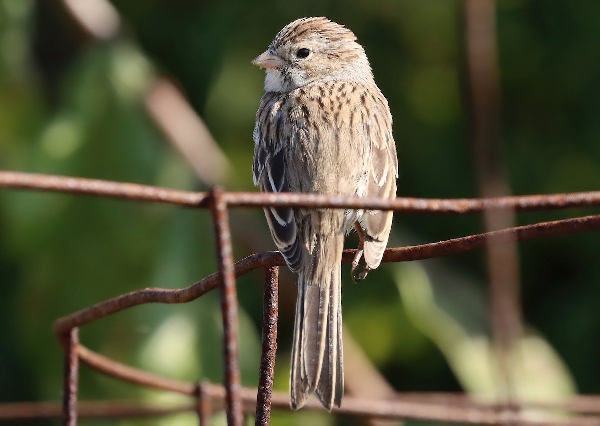 Brewer's Sparrow - ML645942898
