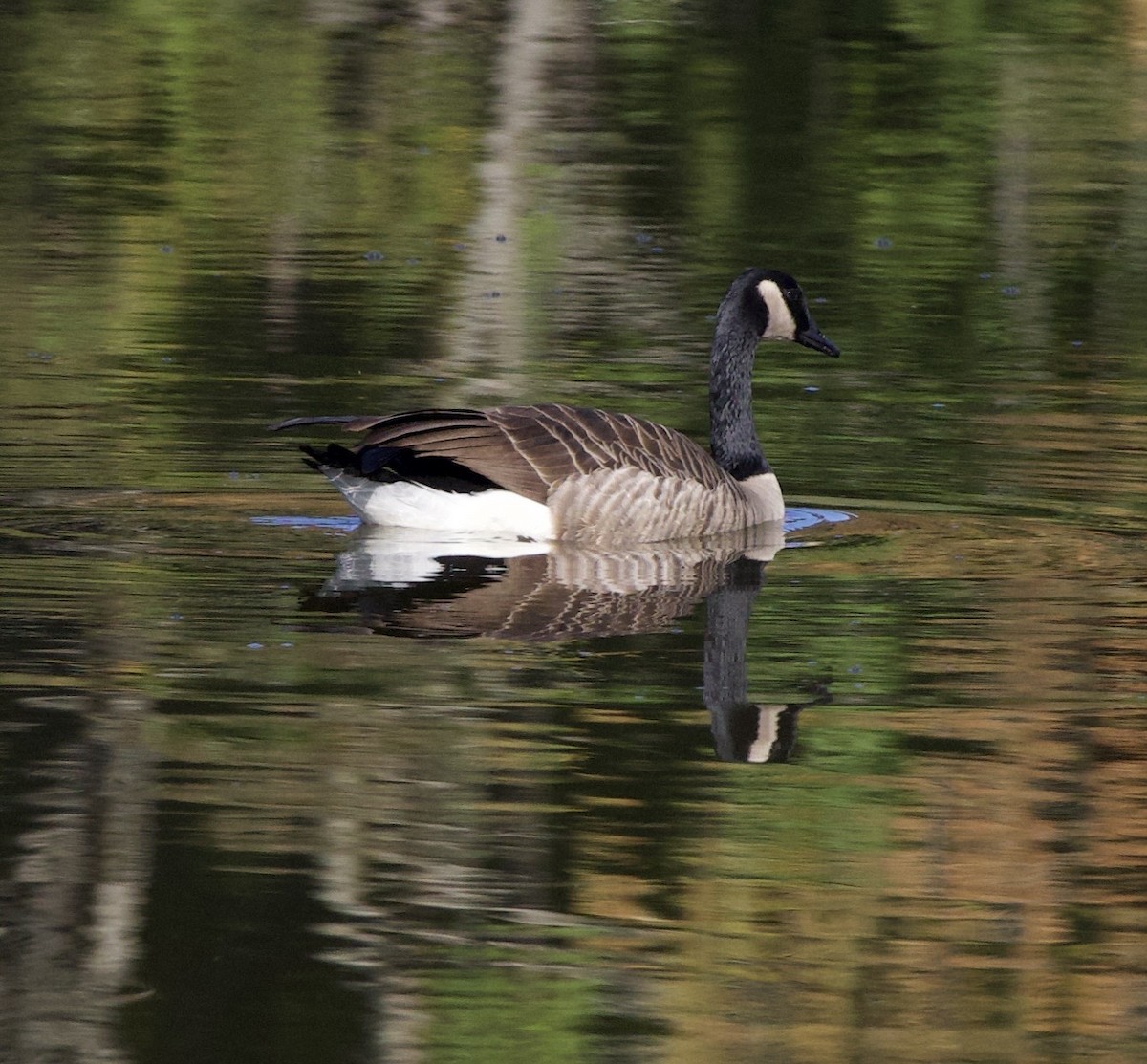 Canada Goose - ML645942900