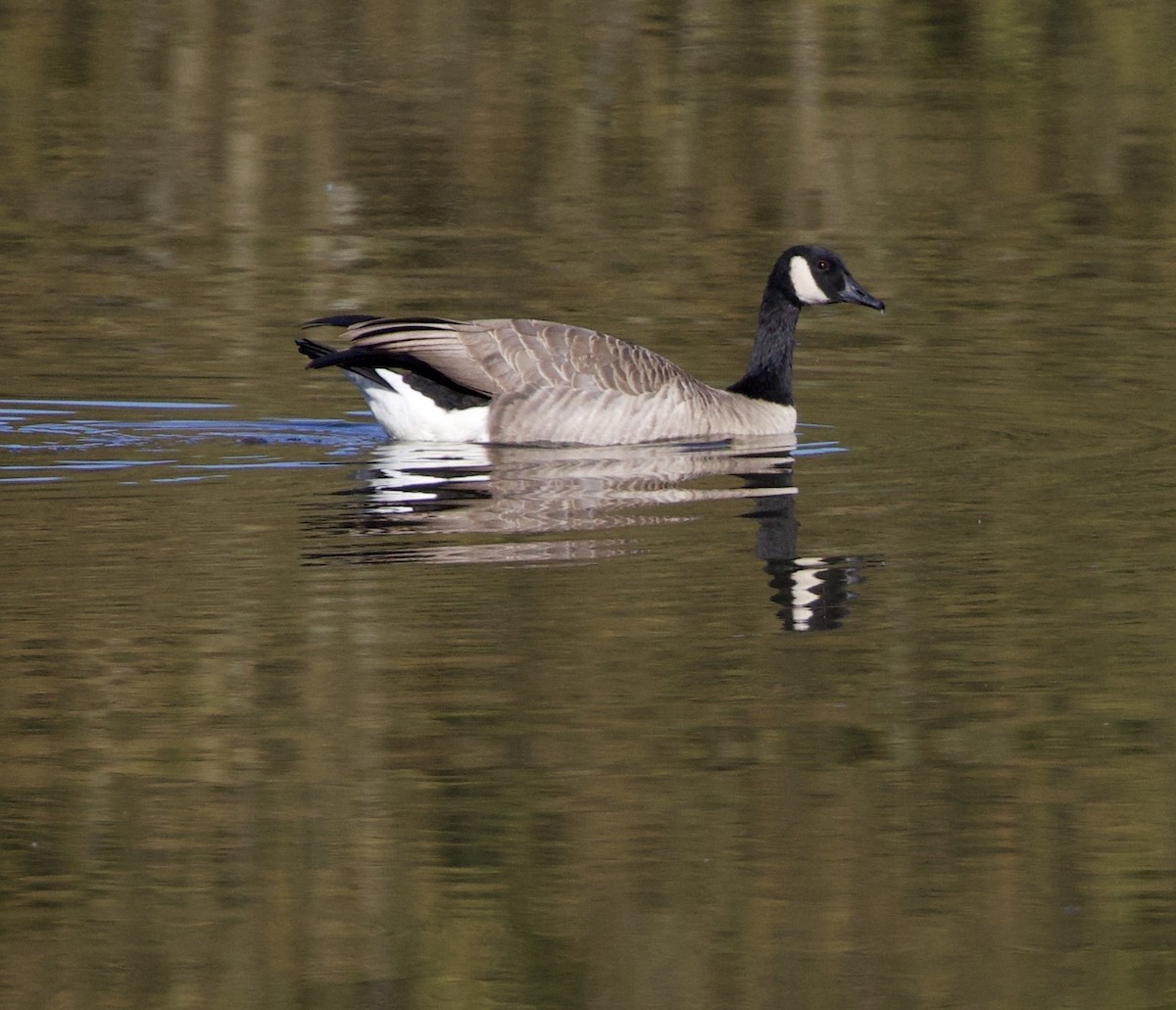 Canada Goose - ML645942901
