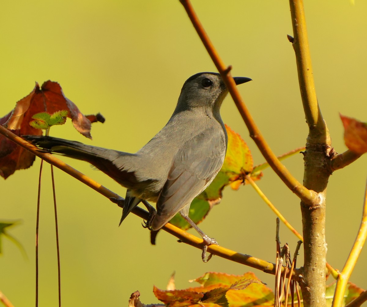 Gray Catbird - ML645942902