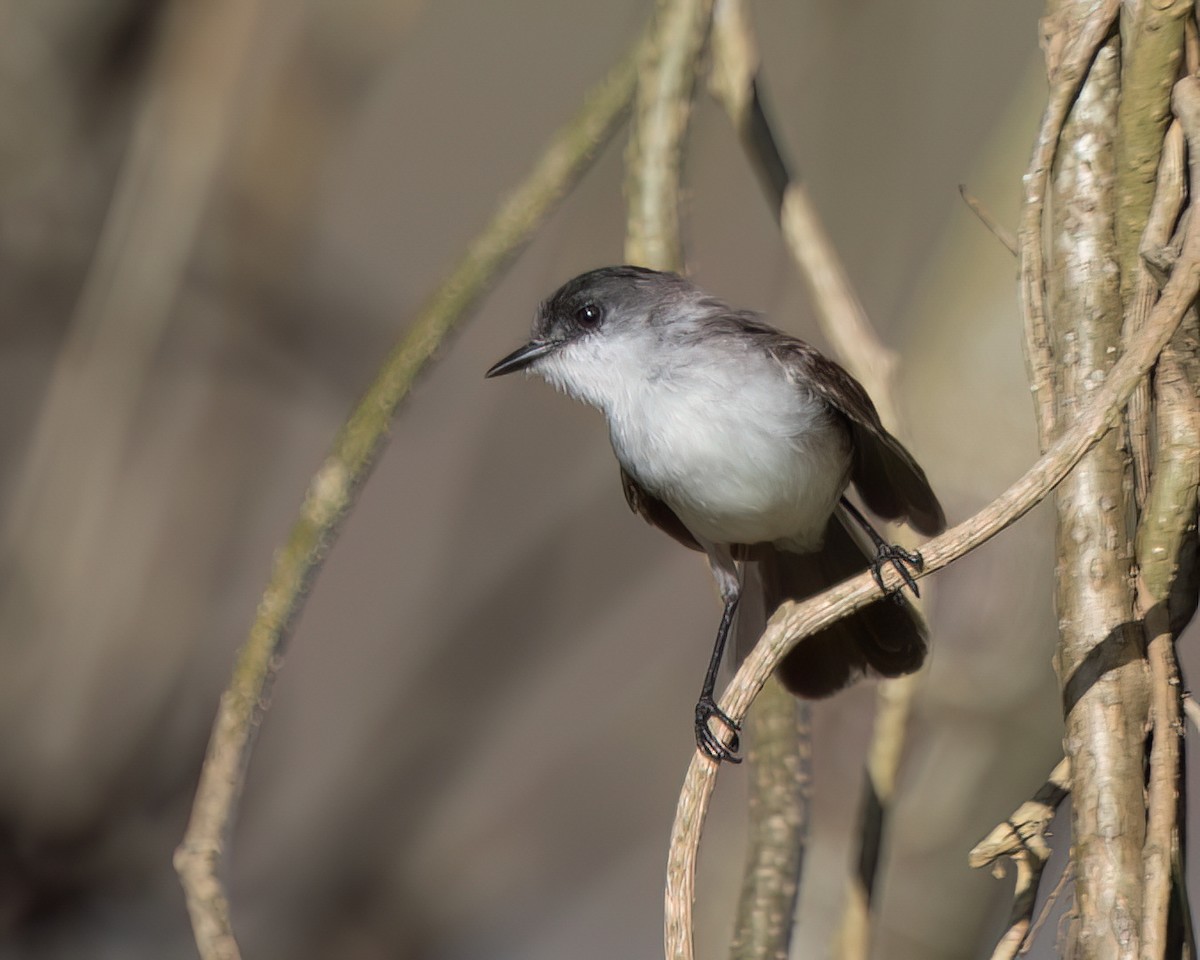 Bluish-gray Saltator - ML645942905