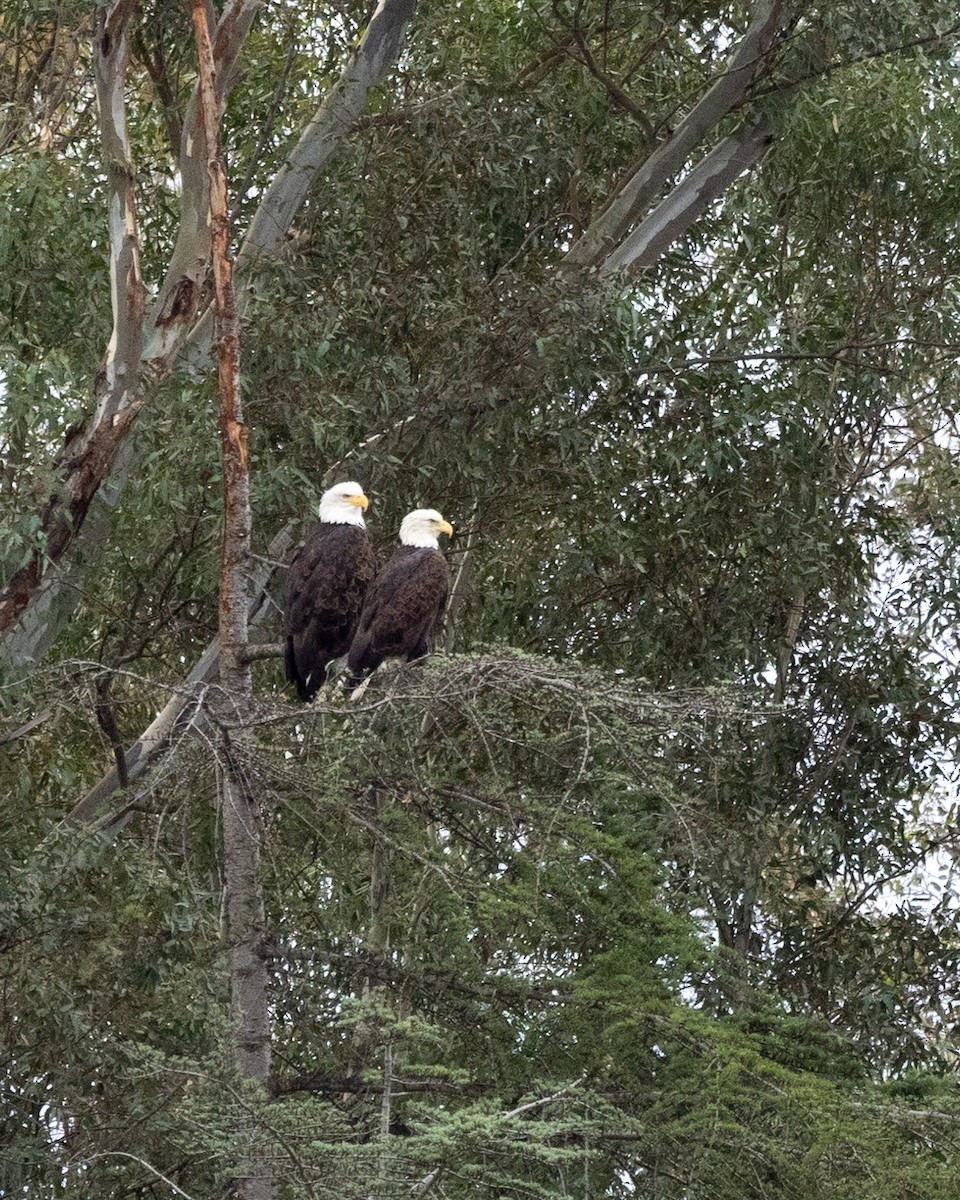 Bald Eagle - ML645942908