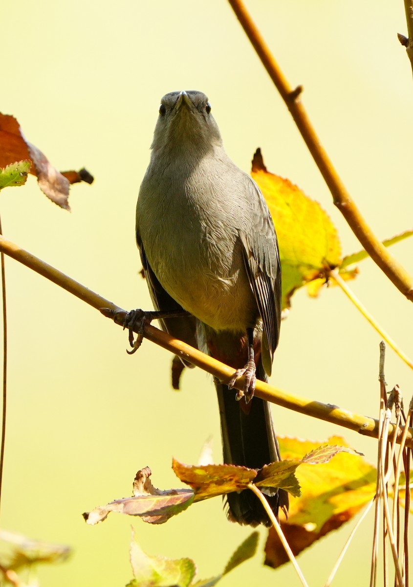 Miaulari grisa - ML645942913