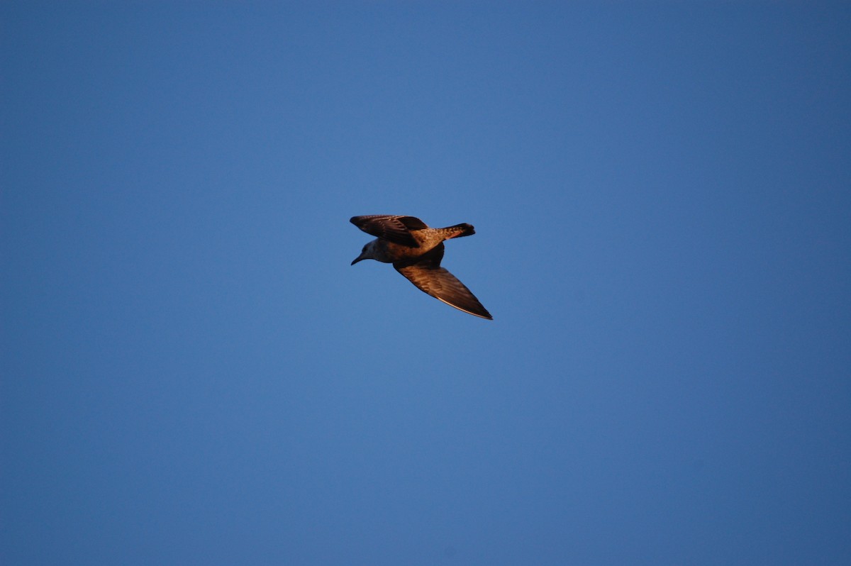 American Herring Gull - ML645942914