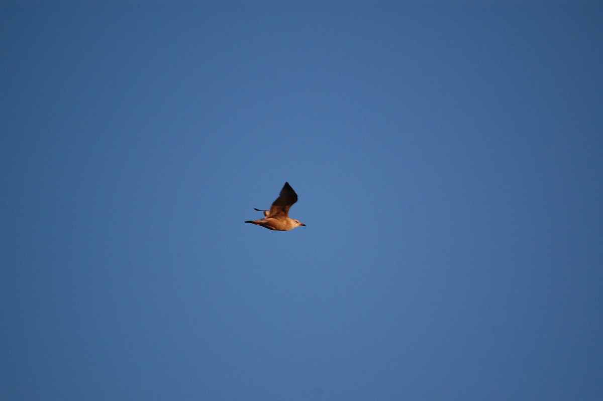 American Herring Gull - ML645942916