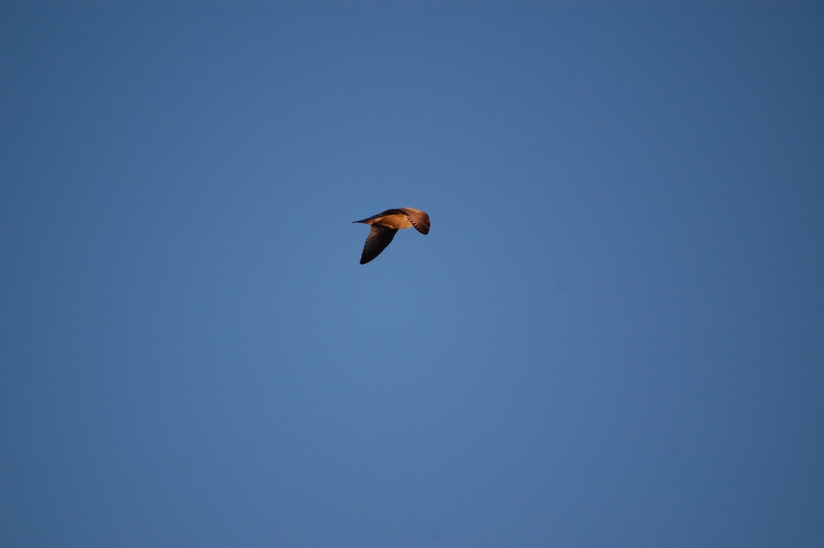 American Herring Gull - ML645942918
