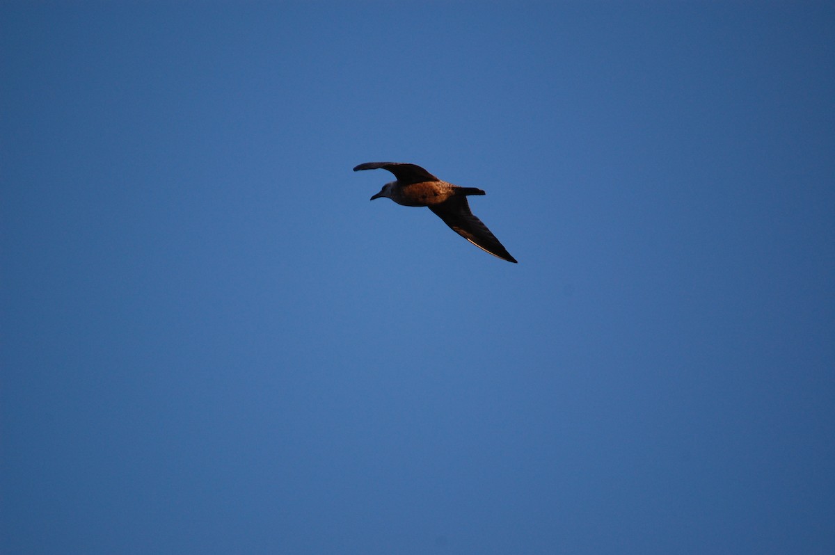 American Herring Gull - ML645942919