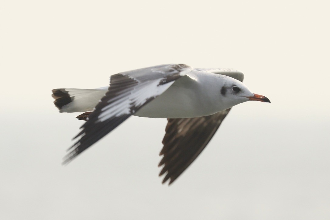 שחף חום-ראש - ML645942931
