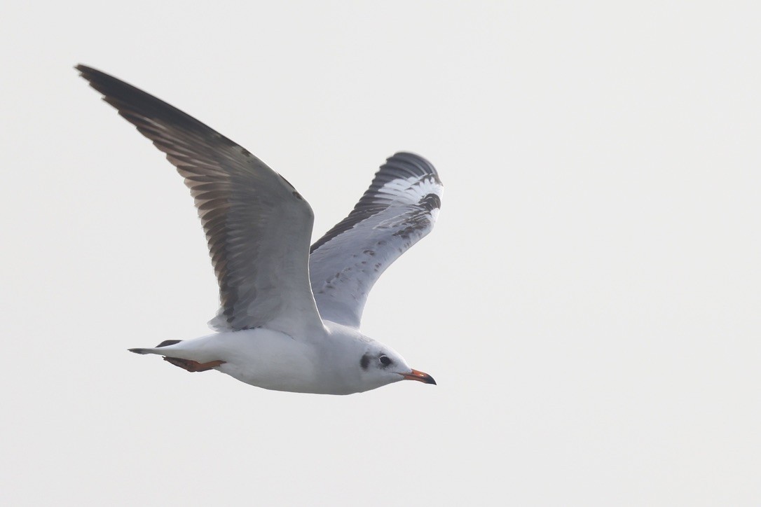 שחף חום-ראש - ML645942932