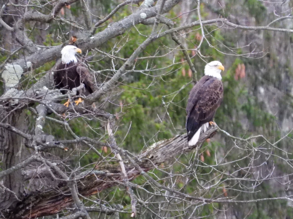 Bald Eagle - ML645942935