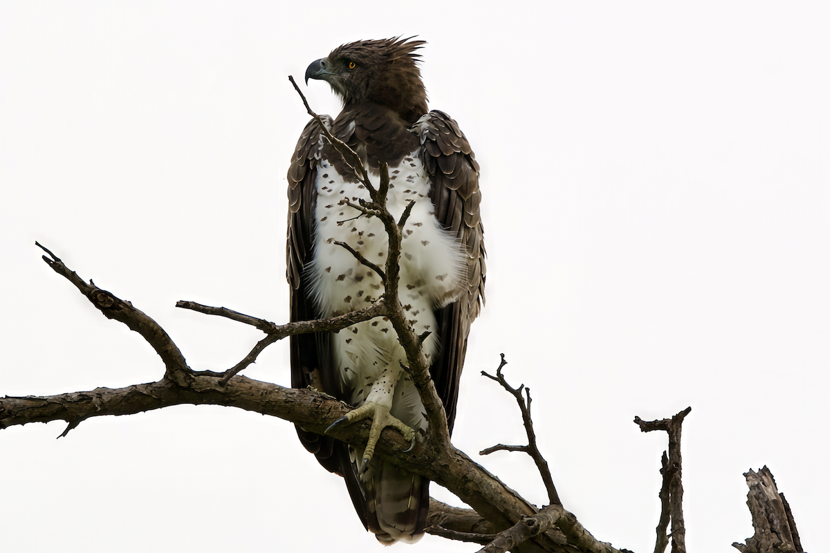 Martial Eagle - ML645942938