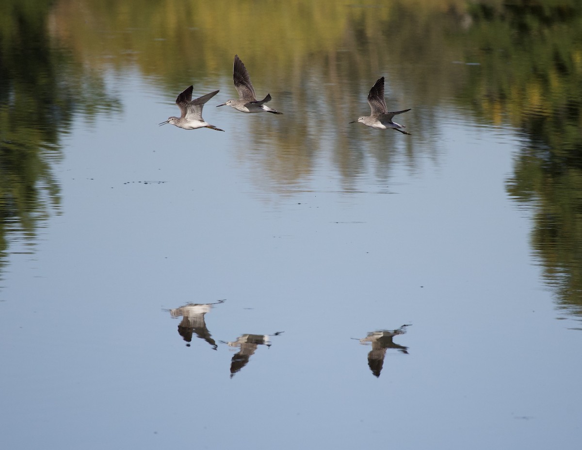 Greater Yellowlegs - ML645942939