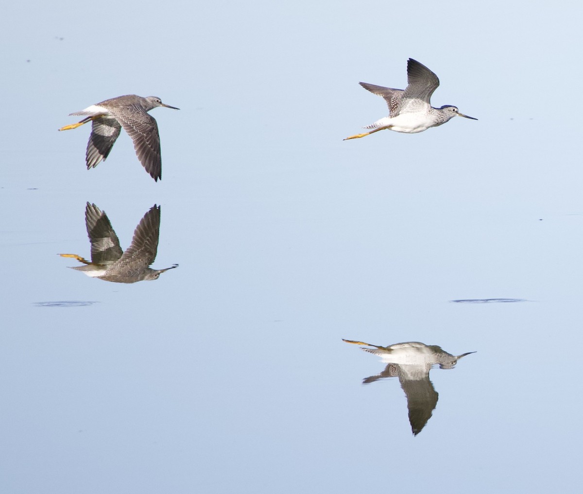 Greater Yellowlegs - ML645942940