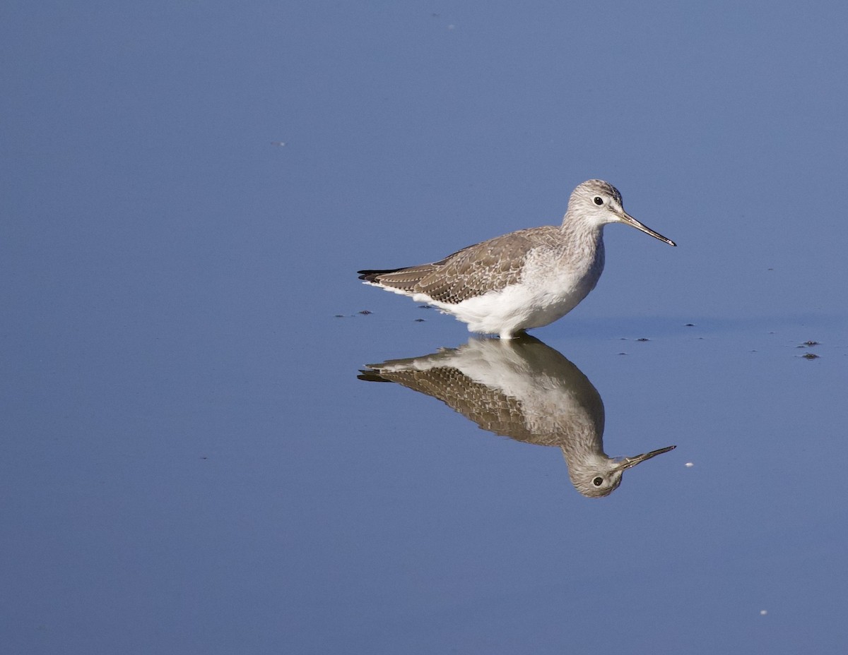 Greater Yellowlegs - ML645942941