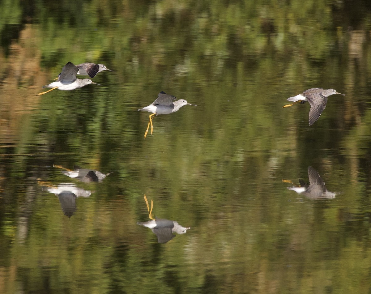 Greater Yellowlegs - ML645942942